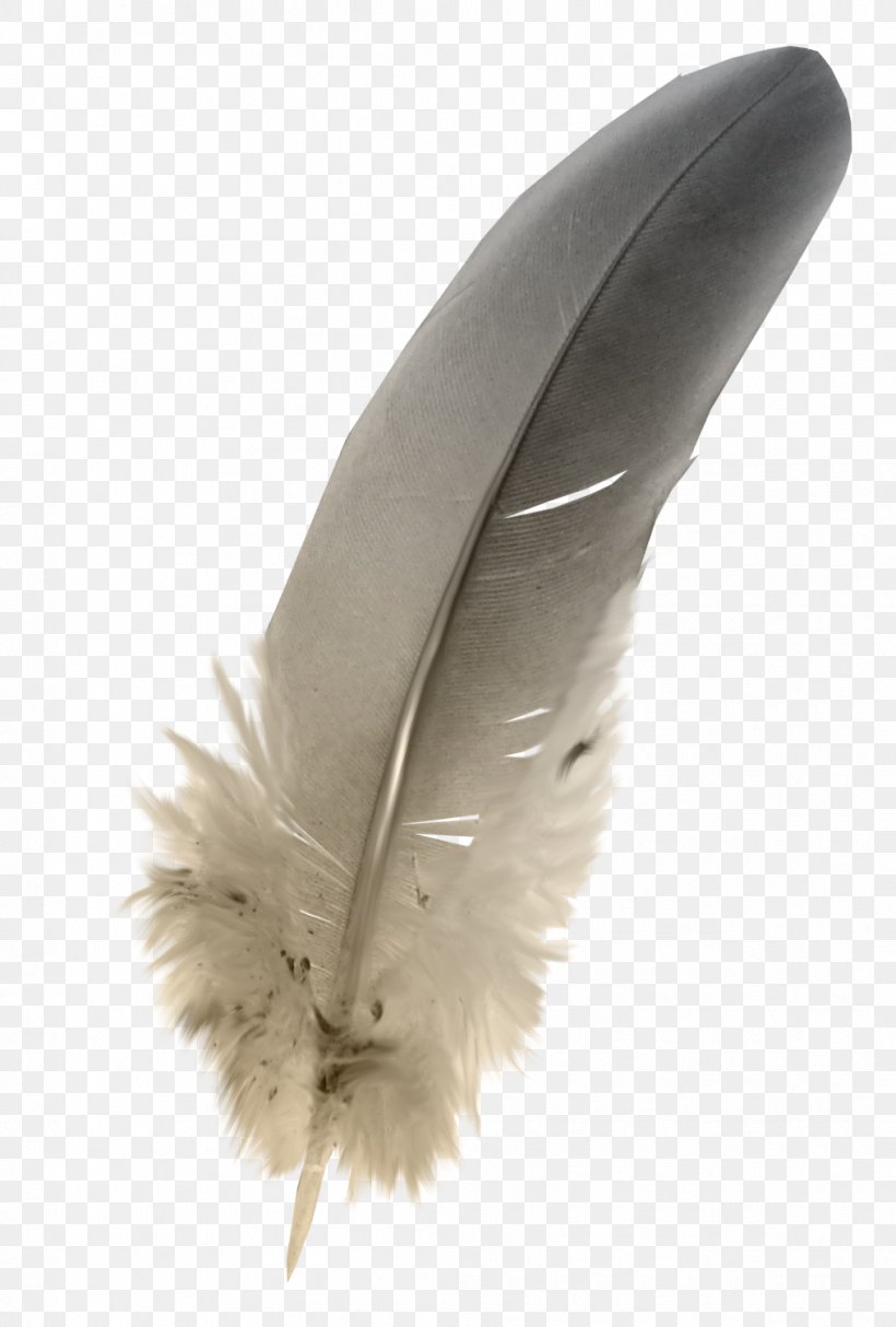 Feather Grey, PNG, 1015x1503px, Feather, Beak, Color, Drawing, Grey Download Free
