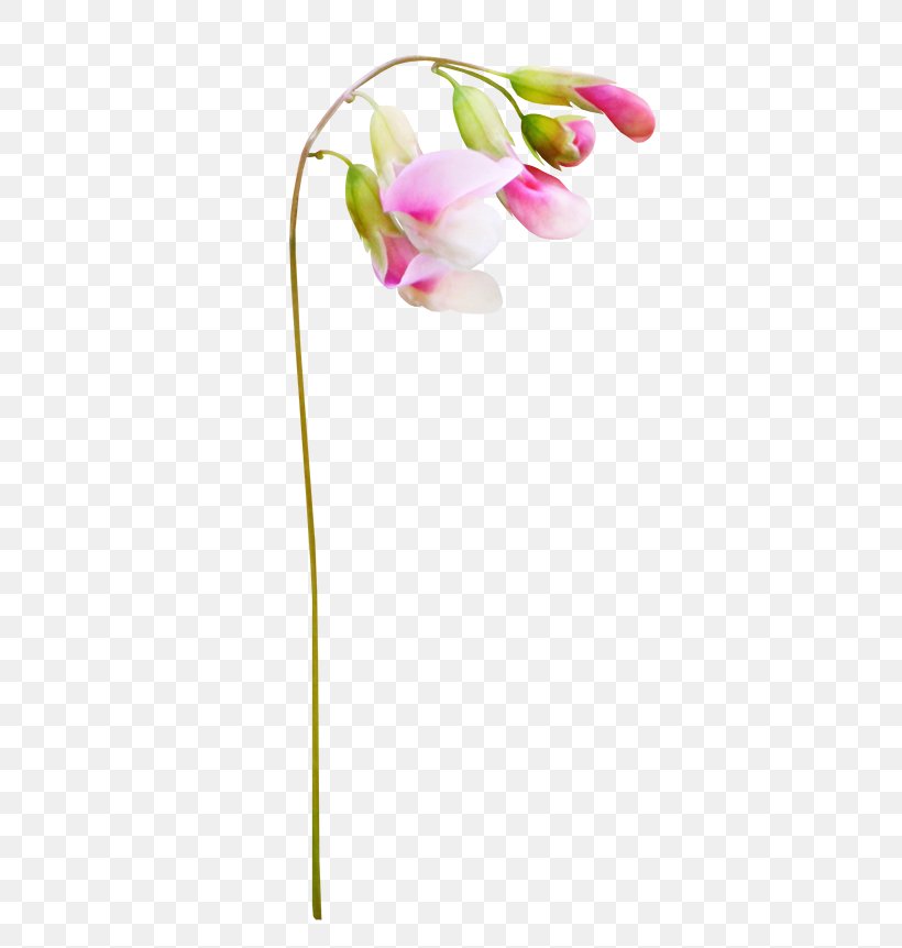 Flower, PNG, 650x862px, Flower, Cut Flowers, Flora, Flowering Plant, Magenta Download Free