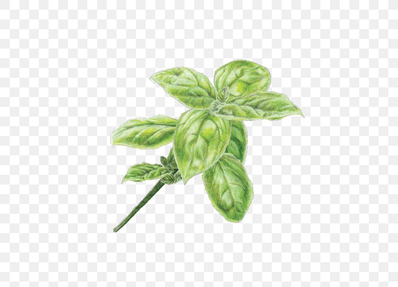 Pesto Pasta Basil Oil Infusion, PNG, 591x591px, Pesto, Basil, Cooking, Cooking Oils, Flavor Download Free