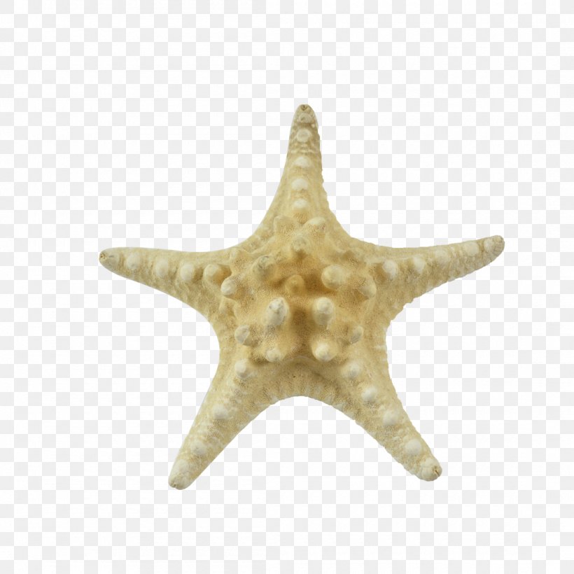 Starfish Seashell Invertebrate Stock Photography Beach, PNG, 1100x1100px, Starfish, Beach, Echinoderm, Invertebrate, Marine Invertebrates Download Free