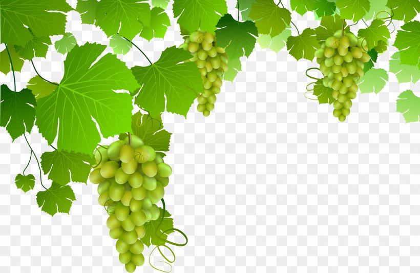 Grape Drawing Clip Art, PNG, 5000x3255px, Grape, Branch, Can Stock Photo, Drawing, Food Download Free