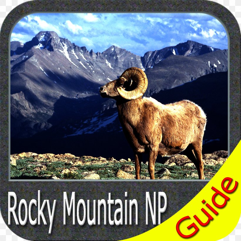 Mummy Mountain Zion National Park Death Valley National Park, PNG, 1024x1024px, Park, Argali, Bighorn Sheep, Colorado, Cow Goat Family Download Free