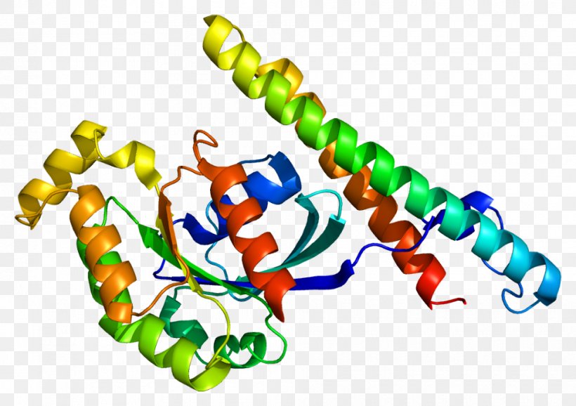 Protein Kinase C Protein Kinase N1 Serine/threonine-specific Protein Kinase, PNG, 990x698px, Watercolor, Cartoon, Flower, Frame, Heart Download Free