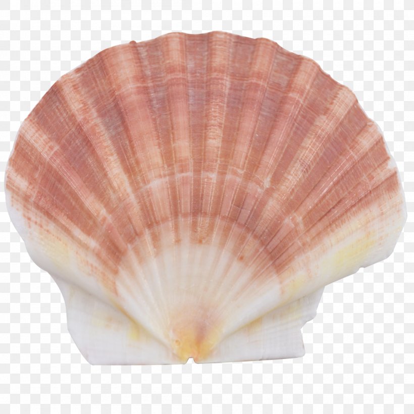 Seashell Cockle Scallop Conchology Oyster, PNG, 1100x1100px, Seashell, Animal, Animal Product, Apartment, Clam Download Free