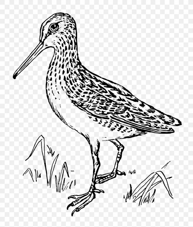 Snipe Clip Art, PNG, 851x1000px, Snipe, Art, Artwork, Beak, Bird Download Free