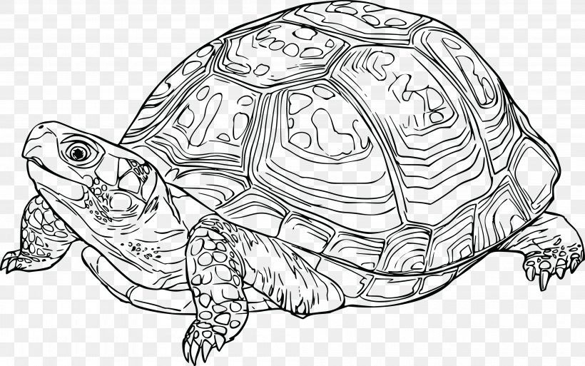 Eastern Box Turtle Florida Box Turtle Tortoise Clip Art, PNG, 4000x2506px, Turtle, Artwork, Black And White, Box Turtle, Common Box Turtle Download Free