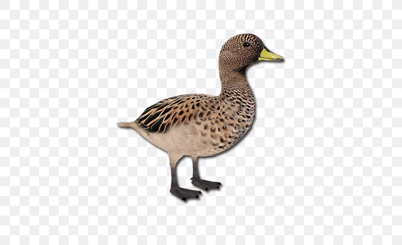 Mallard Goose Duck Fauna Beak, PNG, 500x500px, Mallard, American Black Duck, Beak, Bird, Duck Download Free