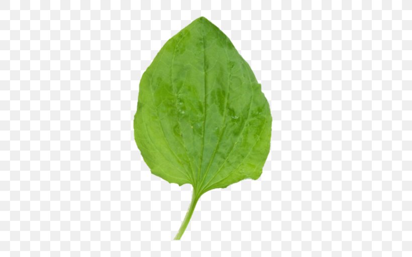 Stock Photography Leaf Image Royalty-free, PNG, 512x512px, Stock Photography, Herb, Image Resolution, Leaf, Odor Download Free
