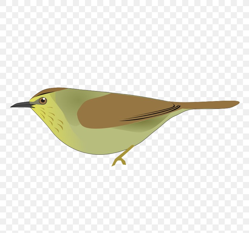 Handbook Of The Birds Of The World Passerine Grey-cheeked Tit-babbler Macronus Gularis, PNG, 768x768px, Bird, Beak, Brown Titbabbler, Fauna, Feather Download Free