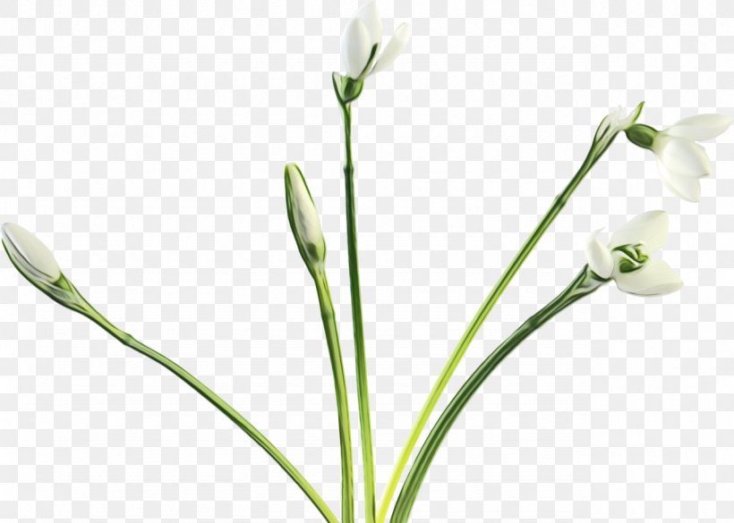 Flower Flowering Plant Plant Cut Flowers Pedicel, PNG, 1280x914px, Watercolor, Bud, Cut Flowers, Flower, Flowering Plant Download Free