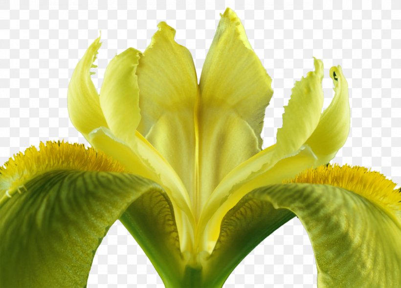 Flower Iris Iridaceae Bud Plant Stem, PNG, 1280x918px, Flower, Bud, Closeup, Iridaceae, Iris Download Free