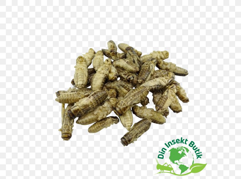 Insect Cricket Din Insekt Butik World Ingredient, PNG, 610x610px, Insect, Cricket, Denmark, Din Insekt Butik, Ingredient Download Free