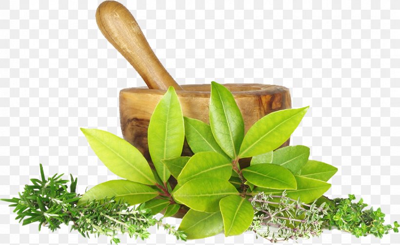 Naturopathy Medicine Therapy The Nature Cure Health, PNG, 869x534px, Naturopathy, Alternative Health Services, Ayurveda, Cure, Disease Download Free