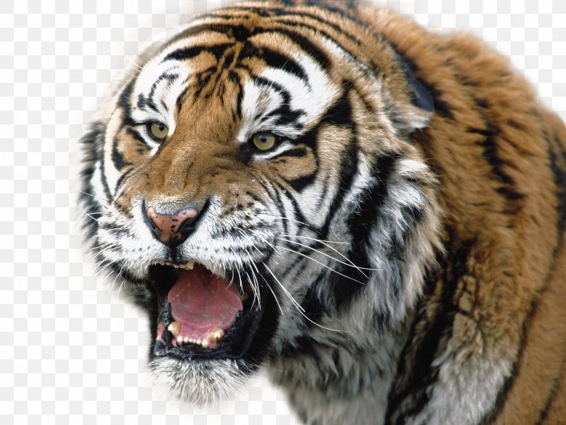 Siberian Tiger Lion Bengal Tiger Wallpaper, PNG, 1600x1200px, Lion, Bengal Tiger, Big Cat, Big Cats, Carnivoran Download Free