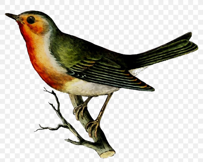 Clip Art Image Bird Illustration Paper, PNG, 1499x1198px, Bird, Beak, Drawing, European Robin, Finch Download Free