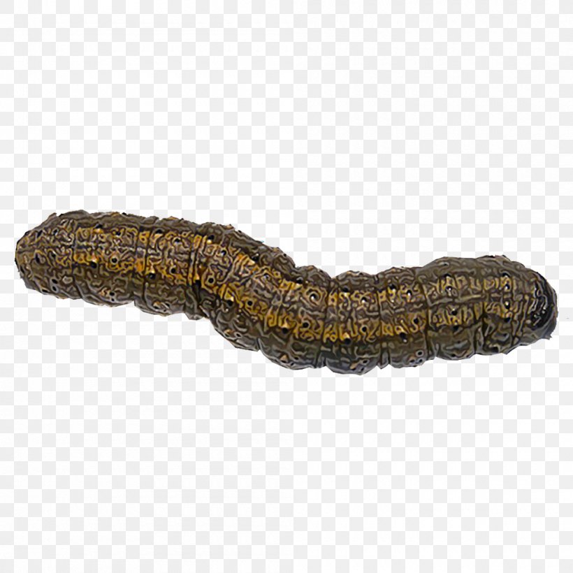 Insect Cutworm Dark Sword-grass Pest, PNG, 1000x1000px, Insect, Aphid, Caterpillar, Cutworm, Dark Swordgrass Download Free