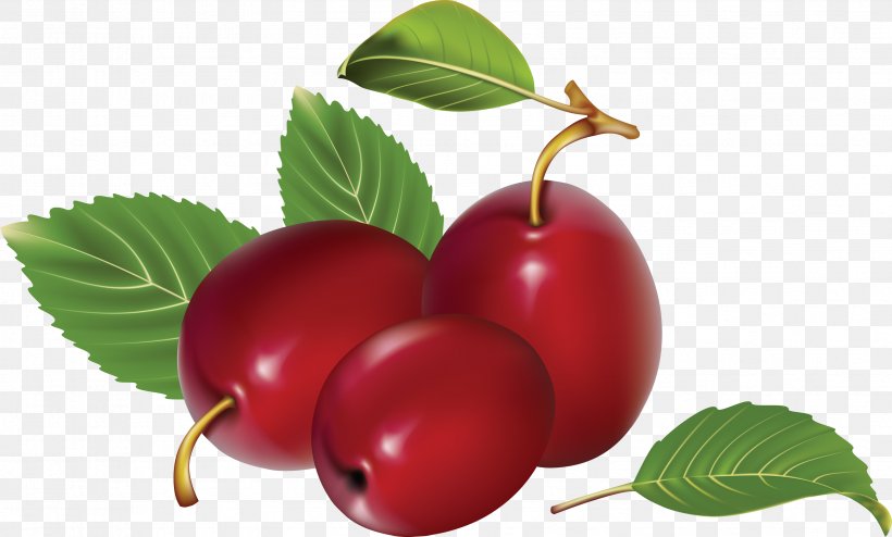 Plum Fruit Clip Art, PNG, 3368x2032px, Fruit, Acerola, Acerola Family, Apple, Berry Download Free