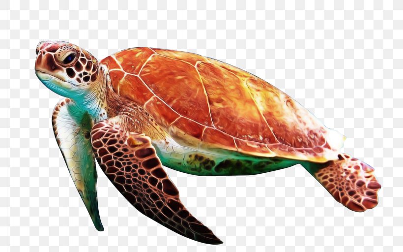 Sea Turtle Background, PNG, 2048x1280px, Turtle, Endangered Sea Turtles, Green Sea Turtle, Hawksbill Sea Turtle, Kemps Ridley Sea Turtle Download Free