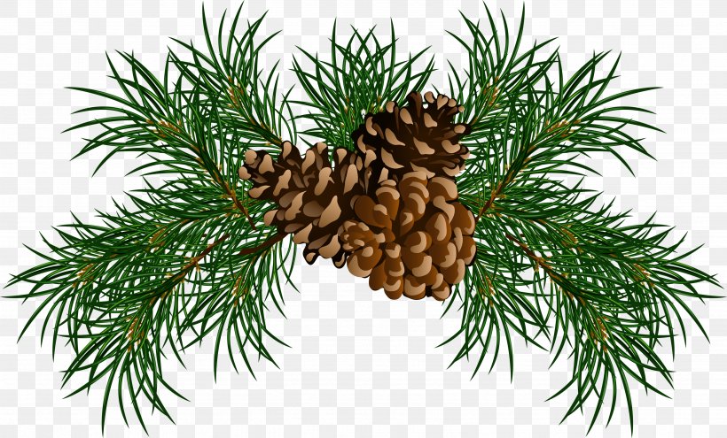 Conifer Cone Eastern White Pine Stone Pine Clip Art, PNG, 3504x2117px, Scots Pine, Branch, Christmas Decoration, Christmas Ornament, Cone Download Free