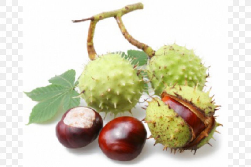 European Horse-chestnut Sweet Chestnut Auglis Tincture Peel, PNG, 1200x800px, European Horsechestnut, Auglis, Bark, Buckeyes, Chestnut Download Free