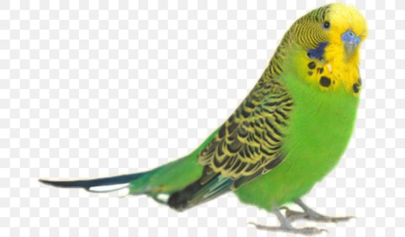 Parrot Budgerigar Bird Rose-ringed Parakeet, PNG, 678x480px, Parrot, Beak, Bird, Budgerigar, Common Pet Parakeet Download Free