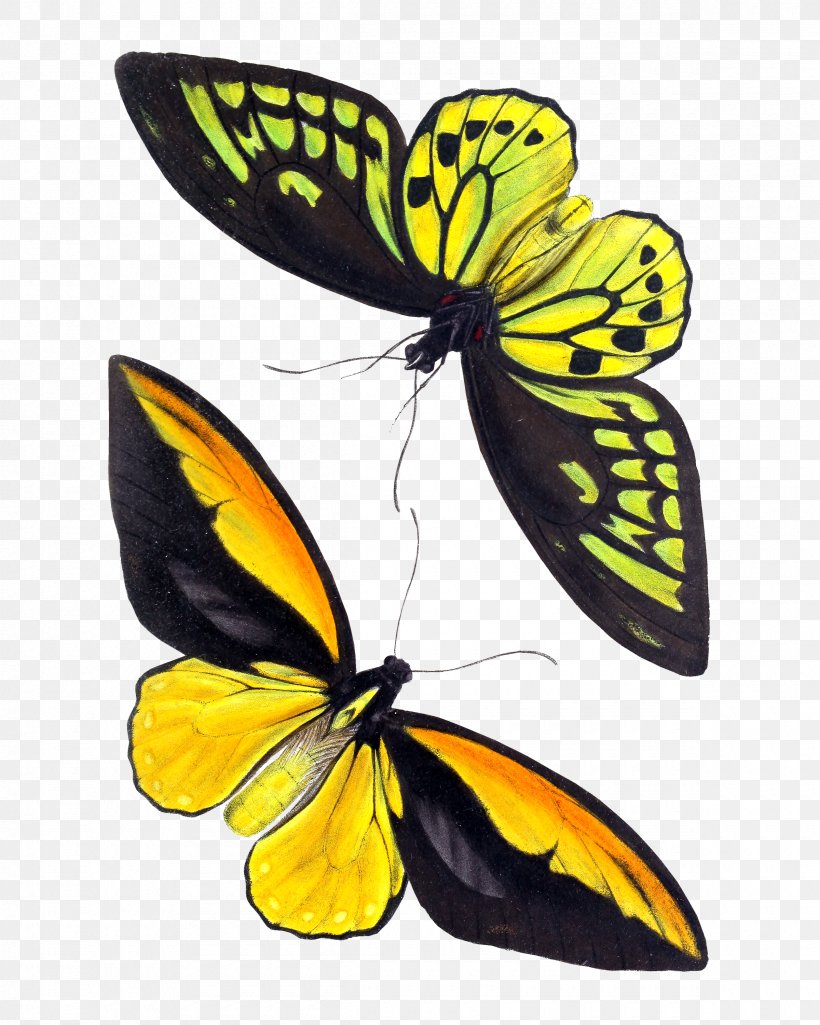 Monarch Butterfly Insect Birdwing Ornithoptera Croesus, PNG, 2400x3000px, Butterfly, Alfred Russel Wallace, Animal, Arthropod, Birdwing Download Free