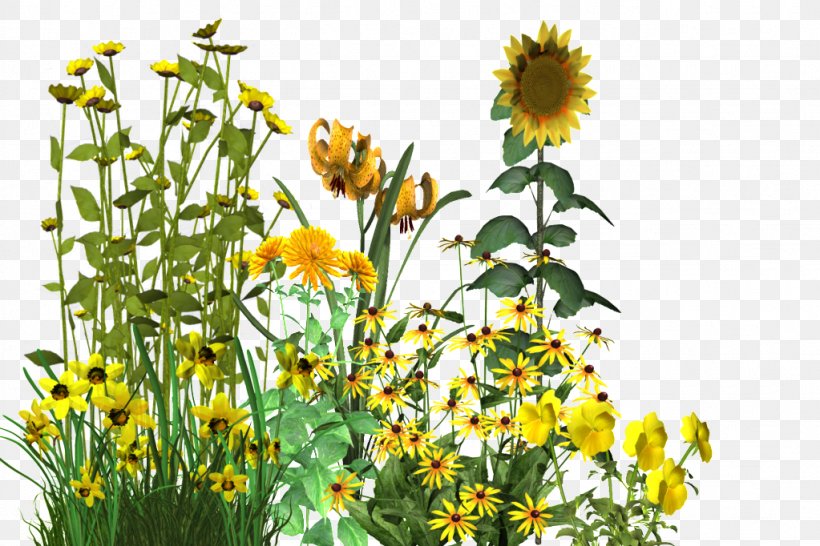 Roman Chamomile Common Sunflower Annual Plant Garden, PNG, 1023x682px, Roman Chamomile, Annual Plant, Chamaemelum, Chamaemelum Nobile, Common Sunflower Download Free