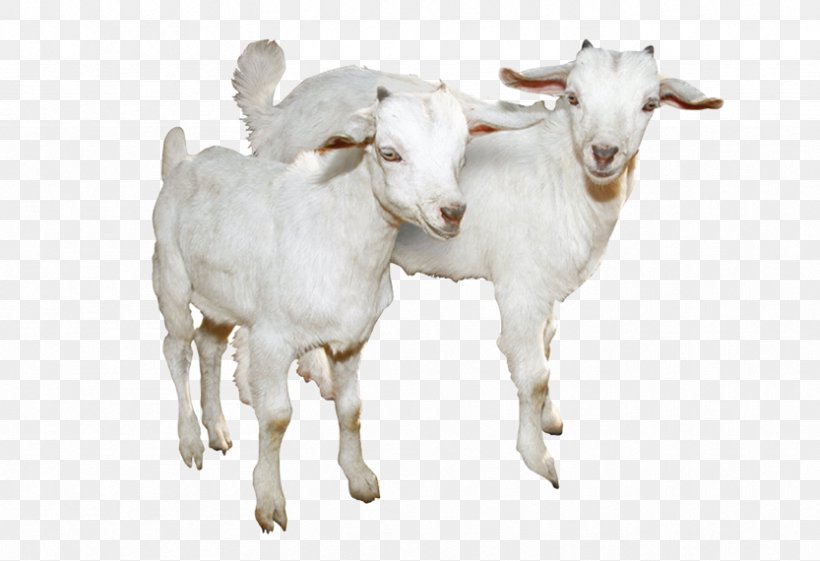 Sheep Goat Molecule CAS Registry Number, PNG, 833x570px, Sheep, Cas Registry Number, Cattle Like Mammal, Chemical Nomenclature, Chemical Substance Download Free