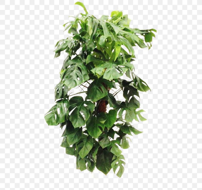 Flowerpot Leaf Houseplant Tree, PNG, 768x768px, Flowerpot, Houseplant, Leaf, Plant, Tree Download Free