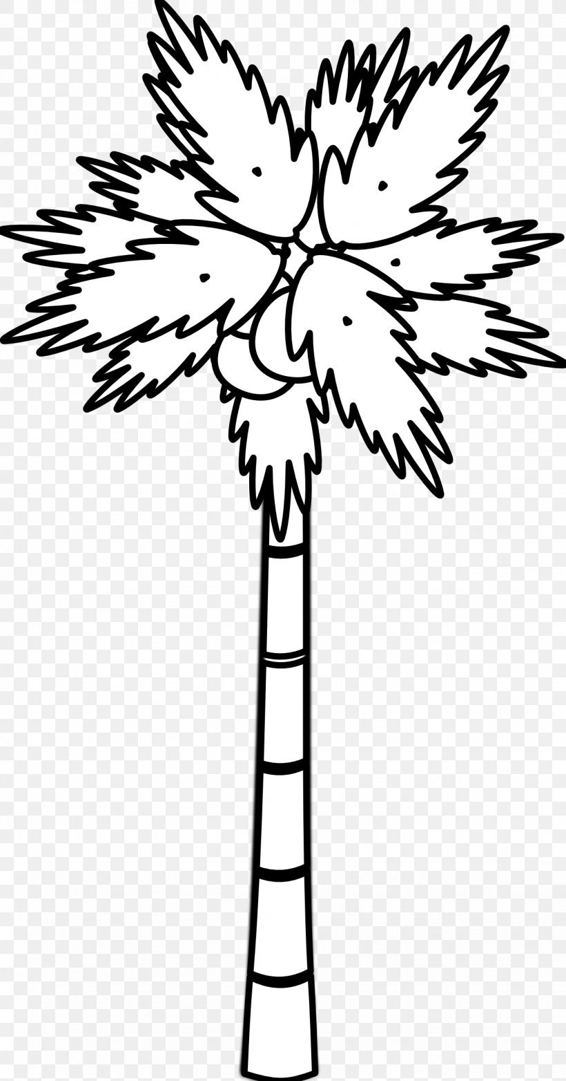 Coconut Tree Arecaceae Clip Art, PNG, 1331x2539px, Coconut, Arecaceae, Black, Black And White, Branch Download Free