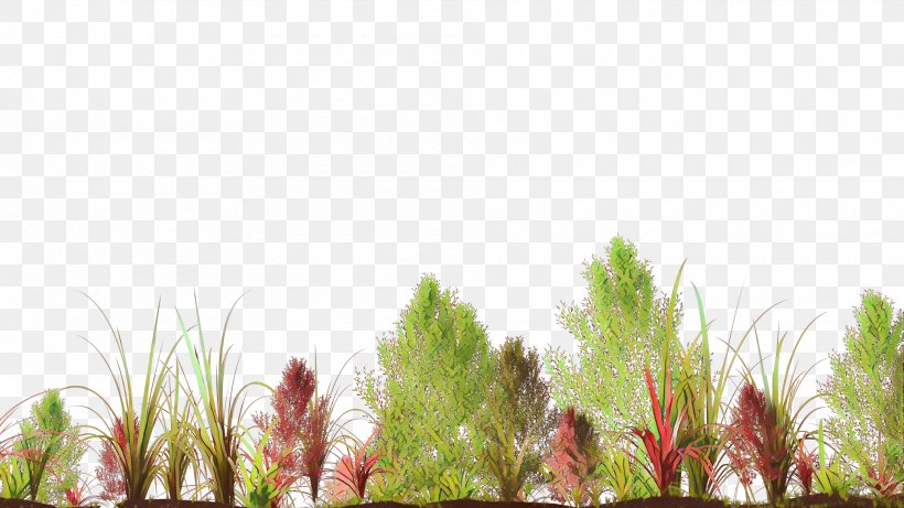 Desktop Wallpaper Vegetation Grasses Computer, PNG, 1920x1080px, Vegetation, Botany, Branching, Computer, Flower Download Free