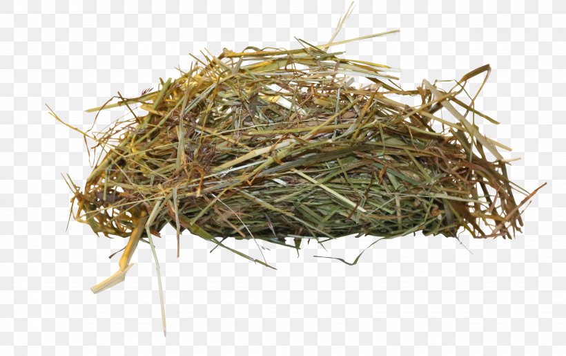 Edible Birds Nest Bird Nest, PNG, 3474x2183px, Bird, Bird Nest, Edible Birds Nest, Grass, Grass Family Download Free