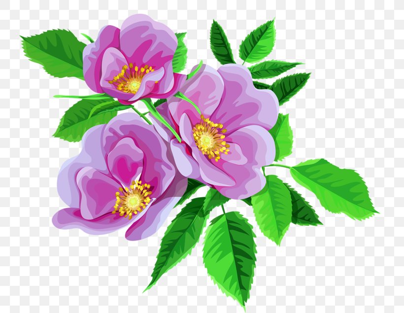 Garden Roses Flower Bouquet Clip Art, PNG, 800x635px, Rose, Cut Flowers, Flower, Flower Bouquet, Flowering Plant Download Free