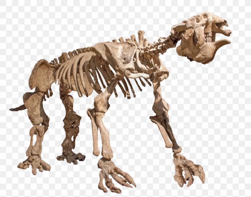 Giant Ground Sloth Skeleton Skull, PNG, 1008x792px, Giant Ground Sloth ...
