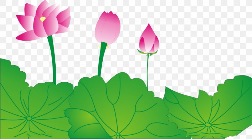 Nelumbo Nucifera Happiness, PNG, 1024x567px, Nelumbo Nucifera, Falun Gong, Flora, Floral Design, Flower Download Free