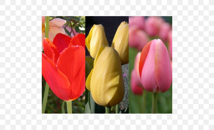 Tulip Petal Plant Stem Bud Close-up, PNG, 500x500px, Tulip, Bud, Closeup, Flower, Flowering Plant Download Free