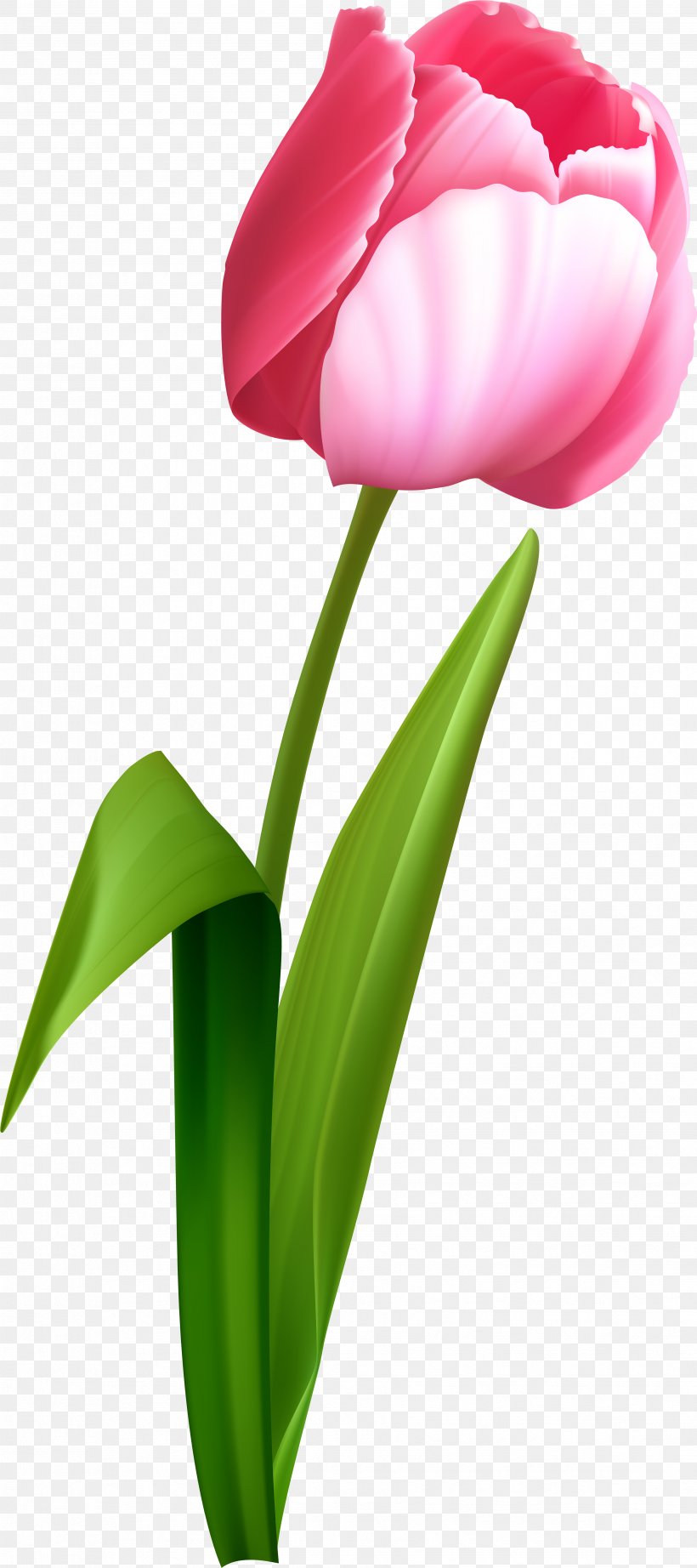 Tulip Clip Art Transparency Desktop Wallpaper, PNG, 3507x7888px, Tulip, Anthurium, Botany, Bud, Cut Flowers Download Free