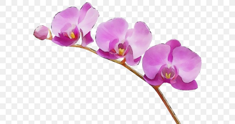 Flower Flowering Plant Violet Moth Orchid Purple, PNG, 600x432px, Watercolor, Flower, Flowering Plant, Moth Orchid, Orchid Download Free
