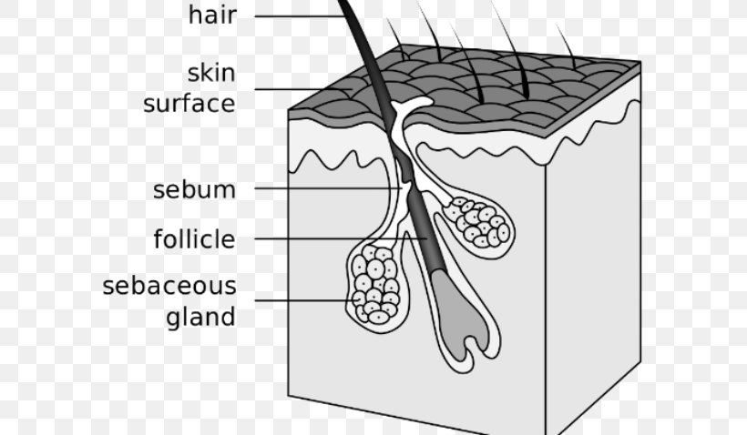 Hair Follicle Sebaceous Gland Acne Canities Integumentary System, PNG, 600x478px, Watercolor, Cartoon, Flower, Frame, Heart Download Free