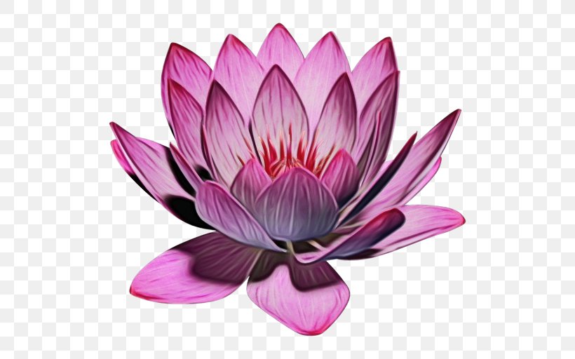 Lotus, PNG, 512x512px, Watercolor, Aquatic Plant, Flower, Lotus, Lotus Family Download Free