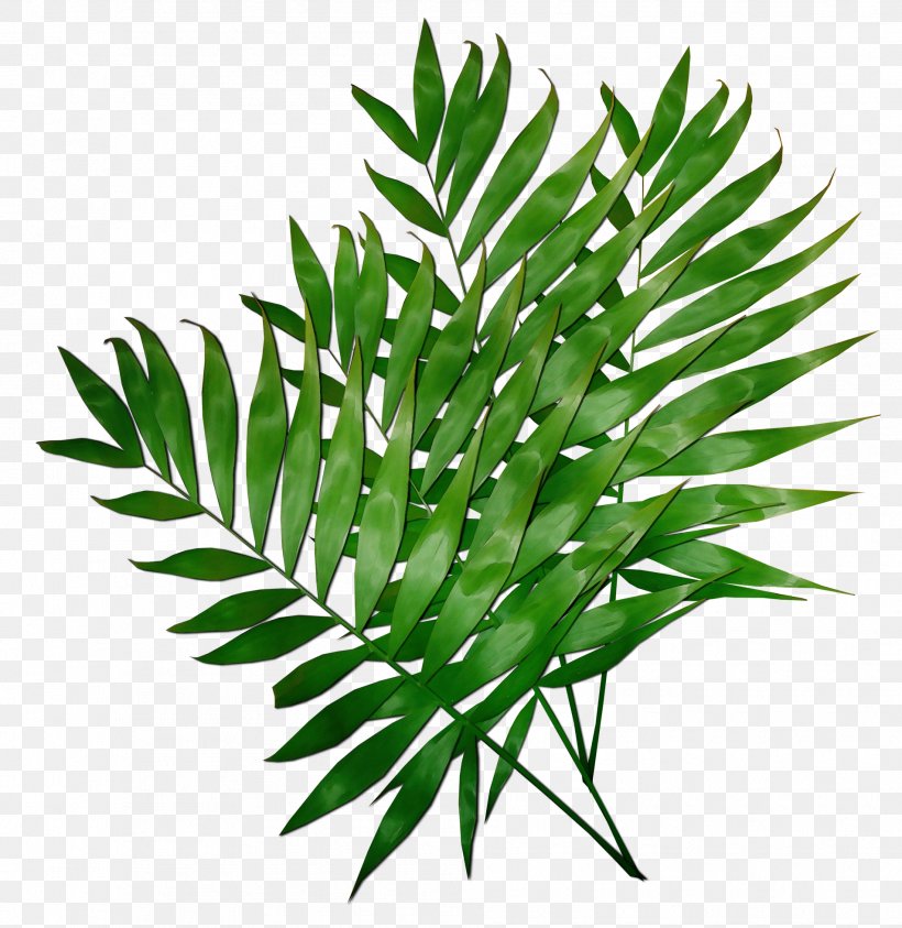 Plant Leaf Tree Flower Terrestrial Plant, PNG, 1905x1960px, Watercolor, Branch, Flower, Grass, Leaf Download Free