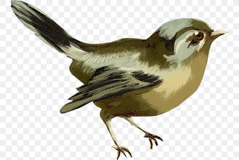 Bird Goose Sparrow Cygnini Finches, PNG, 748x549px, Bird, American Sparrows, Anatidae, Beak, Bird Nest Download Free