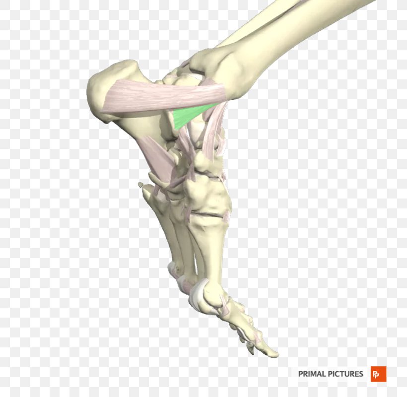 Finger Tibia Ligament Ankle Fibula, PNG, 800x800px, Finger, Anatomy, Ankle, Anterior Tibiofibular Ligament, Arm Download Free