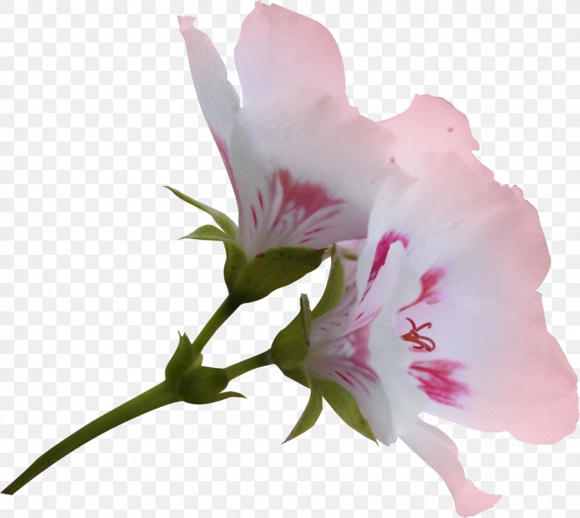 Flower Clip Art, PNG, 1554x1388px, Flower, Alstroemeriaceae, Azalea, Blossom, Computer Software Download Free
