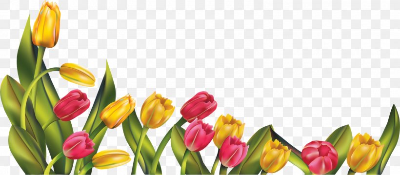 Tulip Clip Art, PNG, 1600x702px, Tulip, Bud, Cut Flowers, Display Resolution, Floristry Download Free