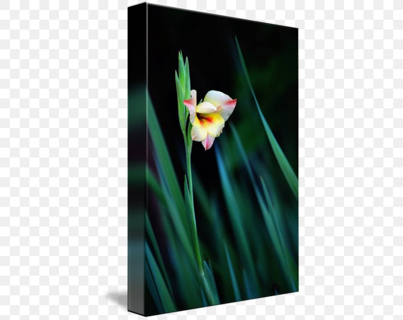 Work Of Art Photography Gladiolus Fine Art, PNG, 406x650px, Art, Digital Art, Discover Card, Fine Art, Flora Download Free