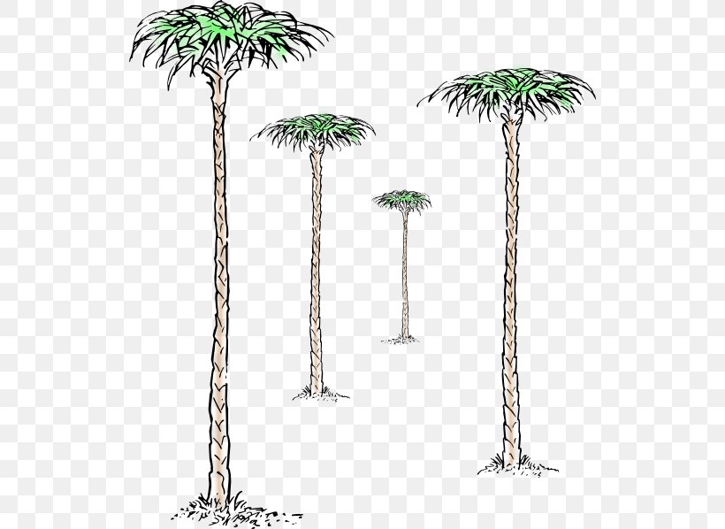 Asian Palmyra Palm Jade Plant Tree Branch, PNG, 528x598px, Asian Palmyra Palm, Arecaceae, Arecales, Bonsai, Borassus Flabellifer Download Free