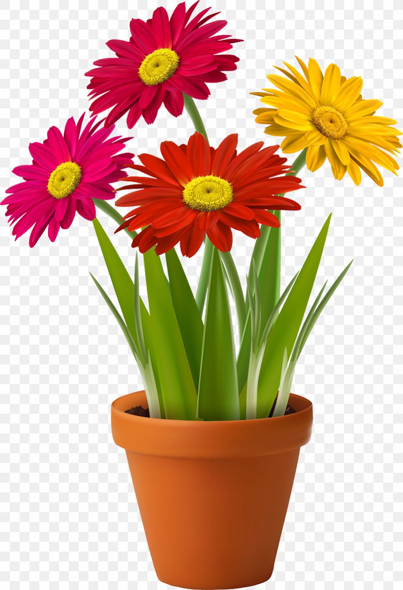 Flower Barberton Daisy Flowerpot Plant Houseplant, PNG, 821x1200px, Flower, Barberton Daisy, Cut Flowers, Flowerpot, Gerbera Download Free
