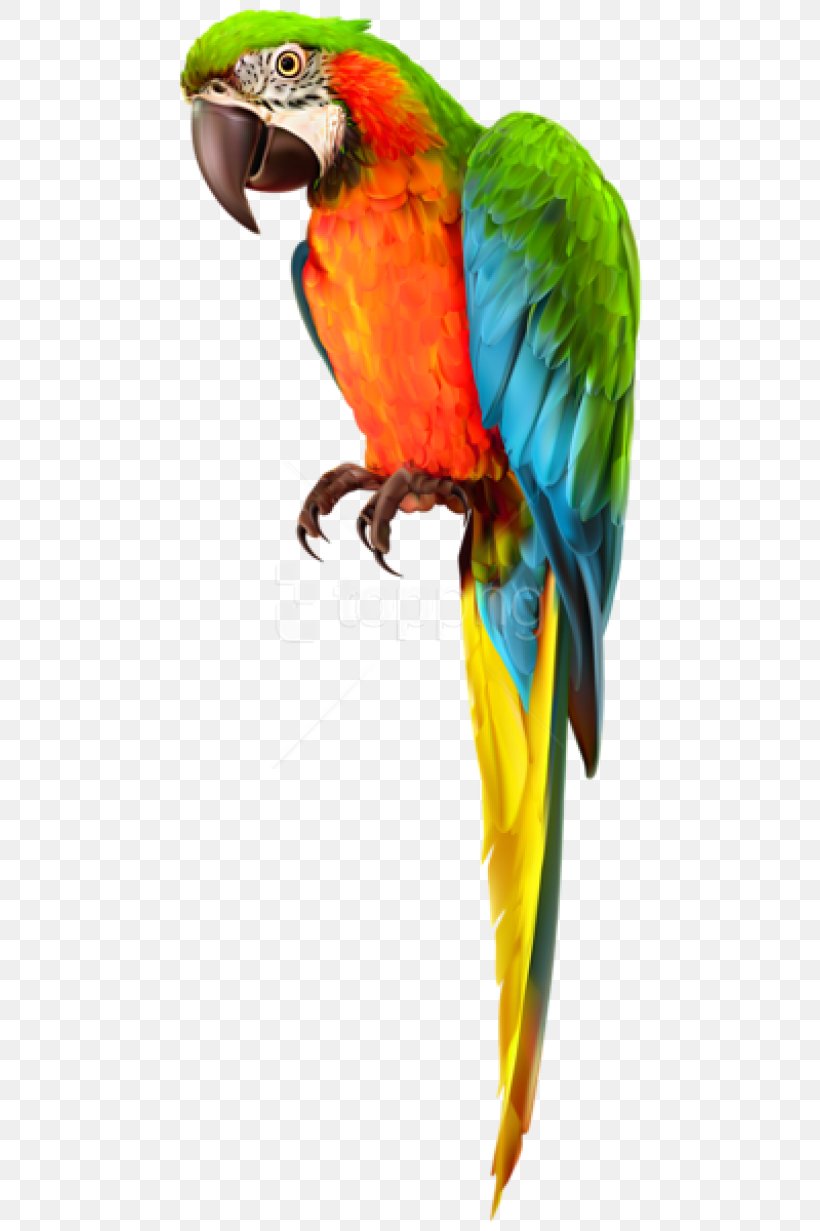 Macaw Budgerigar Parrot Lovebird, PNG, 480x1231px, Macaw, Beak, Bird, Budgerigar, Budgie Download Free