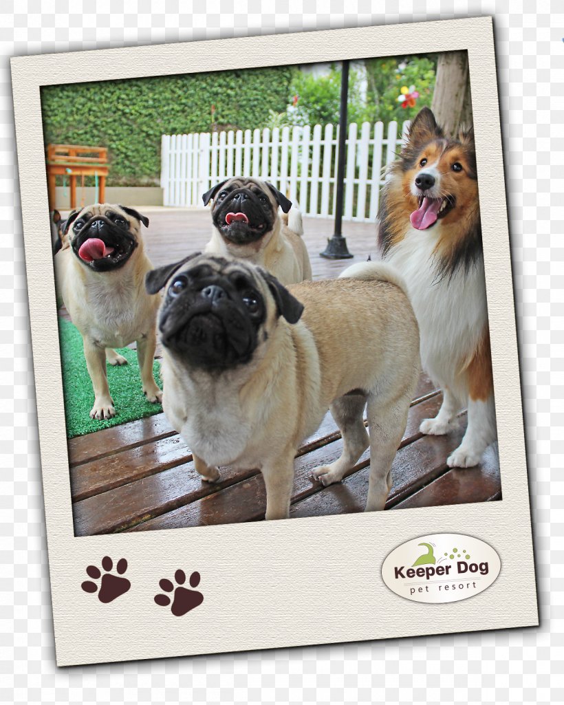 Pug Dog Breed Toy Dog Breed Group (dog) Pet, PNG, 1200x1500px, Pug, Breed, Breed Group Dog, Carnivoran, Cat Download Free